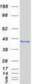 TDO2 Protein - Purified recombinant protein TDO2 was analyzed by SDS-PAGE gel and Coomassie Blue Staining