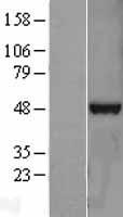 TDP-43 / TARDBP Protein - Western validation with an anti-DDK antibody * L: Control HEK293 lysate R: Over-expression lysate