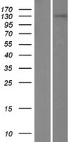 TDRD1 Protein - Western validation with an anti-DDK antibody * L: Control HEK293 lysate R: Over-expression lysate