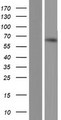 TDRKH Protein - Western validation with an anti-DDK antibody * L: Control HEK293 lysate R: Over-expression lysate