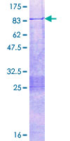 TEAD2 Protein - 12.5% SDS-PAGE of human TEAD2 stained with Coomassie Blue