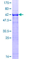 TEAD3 Protein - 12.5% SDS-PAGE of human TEAD3 stained with Coomassie Blue