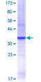 TEAD3 Protein - 12.5% SDS-PAGE Stained with Coomassie Blue.