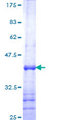 TEAD4 Protein - 12.5% SDS-PAGE Stained with Coomassie Blue.