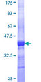 TECTA Protein - 12.5% SDS-PAGE Stained with Coomassie Blue.