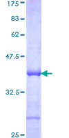TEF Protein - 12.5% SDS-PAGE Stained with Coomassie Blue.