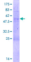 TEFM Protein - 12.5% SDS-PAGE of human TEFM stained with Coomassie Blue
