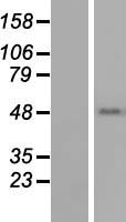 TEKT1 Protein - Western validation with an anti-DDK antibody * L: Control HEK293 lysate R: Over-expression lysate