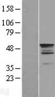 TEKT2 Protein - Western validation with an anti-DDK antibody * L: Control HEK293 lysate R: Over-expression lysate