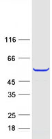 TEKT2 Protein - Purified recombinant protein TEKT2 was analyzed by SDS-PAGE gel and Coomassie Blue Staining