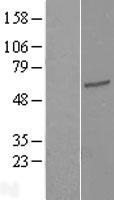 TEKT3 Protein - Western validation with an anti-DDK antibody * L: Control HEK293 lysate R: Over-expression lysate