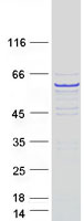 TEKT3 Protein - Purified recombinant protein TEKT3 was analyzed by SDS-PAGE gel and Coomassie Blue Staining