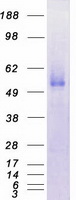 TEM7 Protein - Purified recombinant protein PLXDC1 was analyzed by SDS-PAGE gel and Coomassie Blue Staining