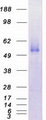 TEM7 Protein - Purified recombinant protein PLXDC1 was analyzed by SDS-PAGE gel and Coomassie Blue Staining