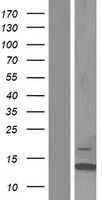 TEN1 Protein - Western validation with an anti-DDK antibody * L: Control HEK293 lysate R: Over-expression lysate