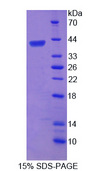 TERF2 / TRF2 Protein - Recombinant Telomeric Repeat Binding Factor 2 By SDS-PAGE