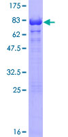 TERF2IP / RAP1 Protein - 12.5% SDS-PAGE of human TERF2IP stained with Coomassie Blue