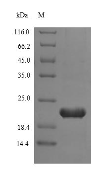 TERT / Telomerase Protein - (Tris-Glycine gel) Discontinuous SDS-PAGE (reduced) with 5% enrichment gel and 15% separation gel.