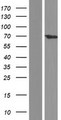 TESK1 Protein - Western validation with an anti-DDK antibody * L: Control HEK293 lysate R: Over-expression lysate