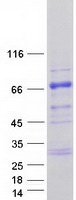 TESK2 Protein - Purified recombinant protein TESK2 was analyzed by SDS-PAGE gel and Coomassie Blue Staining