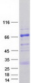 TESK2 Protein - Purified recombinant protein TESK2 was analyzed by SDS-PAGE gel and Coomassie Blue Staining
