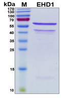 Testilin / EHD1 Protein