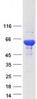 Testilin / EHD1 Protein - Purified recombinant protein EHD1 was analyzed by SDS-PAGE gel and Coomassie Blue Staining