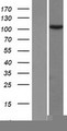 TEX10 Protein - Western validation with an anti-DDK antibody * L: Control HEK293 lysate R: Over-expression lysate