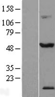 TEX13A Protein - Western validation with an anti-DDK antibody * L: Control HEK293 lysate R: Over-expression lysate