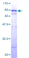 TEX13A Protein - 12.5% SDS-PAGE of human TEX13A stained with Coomassie Blue