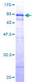 TEX13A Protein - 12.5% SDS-PAGE of human TEX13A stained with Coomassie Blue