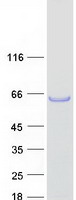 TEX13A Protein - Purified recombinant protein TEX13A was analyzed by SDS-PAGE gel and Coomassie Blue Staining