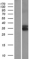 TEX13B Protein - Western validation with an anti-DDK antibody * L: Control HEK293 lysate R: Over-expression lysate