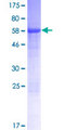 TEX13B Protein - 12.5% SDS-PAGE of human TEX13B stained with Coomassie Blue