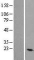 TEX30 / C13orf27 Protein - Western validation with an anti-DDK antibody * L: Control HEK293 lysate R: Over-expression lysate