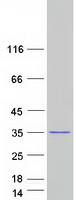 TEX35 / C1orf49 Protein - Purified recombinant protein TEX35 was analyzed by SDS-PAGE gel and Coomassie Blue Staining