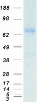 TF / Transferrin Protein - Purified recombinant protein TF was analyzed by SDS-PAGE gel and Coomassie Blue Staining