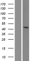TFAP2A / AP-2 Protein - Western validation with an anti-DDK antibody * L: Control HEK293 lysate R: Over-expression lysate