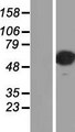 TFAP2A / AP-2 Protein - Western validation with an anti-DDK antibody * L: Control HEK293 lysate R: Over-expression lysate
