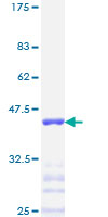 TFAP2A / AP-2 Protein - 12.5% SDS-PAGE Stained with Coomassie Blue