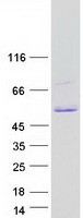 TFAP2A / AP-2 Protein - Purified recombinant protein TFAP2A was analyzed by SDS-PAGE gel and Coomassie Blue Staining