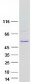 TFAP2A / AP-2 Protein - Purified recombinant protein TFAP2A was analyzed by SDS-PAGE gel and Coomassie Blue Staining