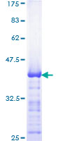 TFAP2B / AP2 Beta Protein - 12.5% SDS-PAGE Stained with Coomassie Blue