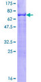 TFAP2C / AP2 Gamma Protein - 12.5% SDS-PAGE of human TFAP2C stained with Coomassie Blue