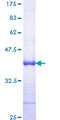 TFAP2C / AP2 Gamma Protein - 12.5% SDS-PAGE Stained with Coomassie Blue
