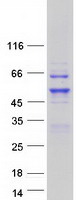 TFAP2C / AP2 Gamma Protein - Purified recombinant protein TFAP2C was analyzed by SDS-PAGE gel and Coomassie Blue Staining