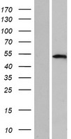 TFAP2D Protein - Western validation with an anti-DDK antibody * L: Control HEK293 lysate R: Over-expression lysate