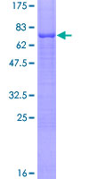 TFAP2D Protein - 12.5% SDS-PAGE of human TFAP2D stained with Coomassie Blue