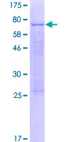 TFAP2E Protein - 12.5% SDS-PAGE of human TFAP2E stained with Coomassie Blue