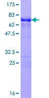 TFAP4 / AP-4 Protein - 12.5% SDS-PAGE of human TFAP4 stained with Coomassie Blue